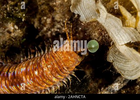 Riesige Meer Wurm, Eunice aphroditois Stockfoto