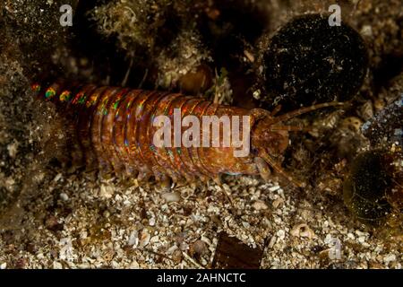 Riesige Meer Wurm, Eunice aphroditois Stockfoto