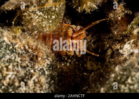 Riesige Meer Wurm, Eunice aphroditois Stockfoto