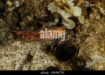 Riesige Meer Wurm, Eunice aphroditois Stockfoto