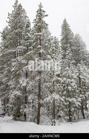 Pinien mit viel Schnee im Winter, Hintergrund Stockfoto