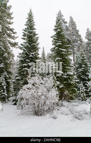 Pinien mit viel Schnee im Winter, Hintergrund Stockfoto