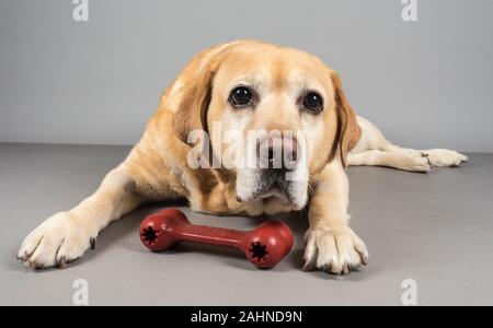 Yellow Labrador Retriever entspannend, fotografiert in Großbritannien. Stockfoto