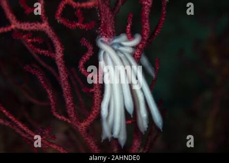 Eier von squids auf eine Koralle Stockfoto