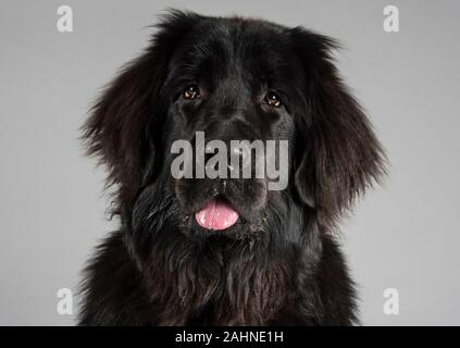 Neufundland Hund, weiblich, 6 Monate alt, Welpe, UK. Stockfoto