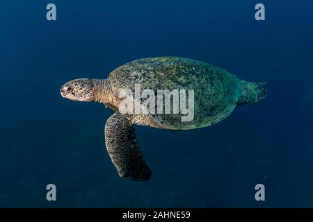 Die grüne Meeresschildkröte Chelonia mydas Stockfoto