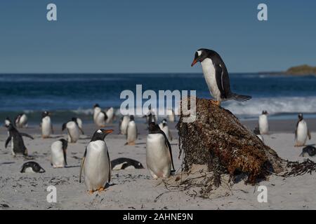 Gentoo Pinguin (Pygoscelis papua) steht auf einem Hügel unter einer Gruppe von Pinguinen auf Sea Lion Island in den Falkland Inseln. Stockfoto