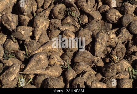 Erntegut ZUCKERRÜBEN (Beta vulgaris). Abschnitt des vor kurzem angehoben wurde, oder Erntegut mit einer Schraubzwinge und Warten auf Abholung, zu transportrd zu einem Suga werden Stockfoto