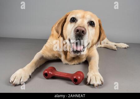 Yellow Labrador Retriever entspannend, fotografiert in Großbritannien. Stockfoto