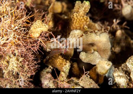 Langer Arm Garnelen Stockfoto