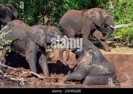 Eine Gruppe von afrikanischen Elefanten (Loxodonta africana) eine Kühlung schlammbad am Ufer des Chobe River in Chobe National Park im Norden von Botswana Stockfoto