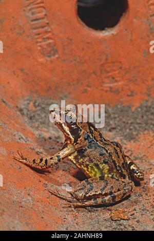 Europäische GRASFROSCH (Rana temporaria). Zuflucht in einem ausgedienten Garten keramik Übertopf. Stockfoto