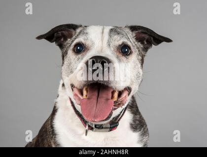 Staffordshire Bull Terrier, 11 Jahre alt, brindle & white, UK Stockfoto