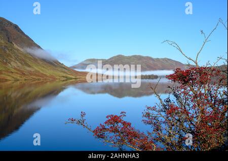 Blick über Crummock Water im Lake District auf der Suche nach niedrigen fiel. Eine Bank von Nebel liegt im oberen Teil des Sees. Ein Baum mit leuchtend roten Beeren ist Stockfoto