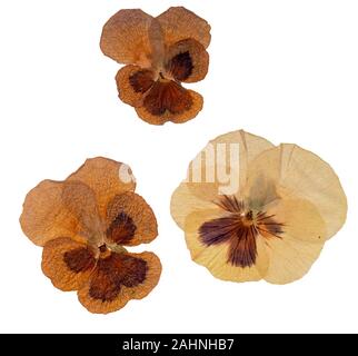 Echten alten gedrückt Stiefmütterchen Blumen auf weißem Hintergrund. Stockfoto