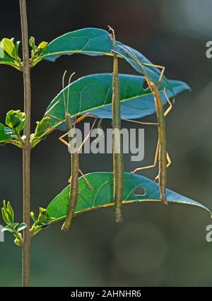 Indische STOCKINSEKTEN (Carausius morosus). Drei Personen auf Privet Twig Lebensmittelfabrik. Parthenogenetisch. Körperform imitiert die Stiele der Nahrungspflanzen. Nachts Stockfoto