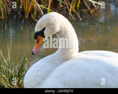 Detailansicht der Kopf, Hals und Rücken der Höckerschwan Cygnus olor Stockfoto