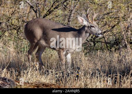 Coues 'White-tailed deer oder Arizona Weißwedelhirsche Odocoileus virginianus couesi Stockfoto