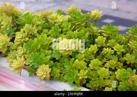 Lindleyi Aeonium Pflanzen. Sukkulenten Pflanzen in großen Topf in den Innenhof. Sukkulente Pflanze für Landschaftsgestaltung. Pflanzen für Haus. Stockfoto