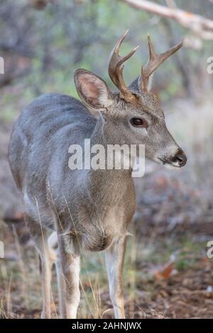 Coues 'White-tailed deer oder Arizona Weißwedelhirsche Odocoileus virginianus couesi Stockfoto
