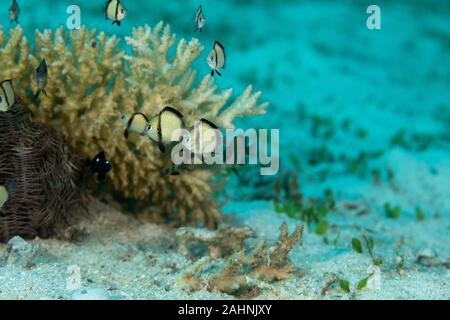 2-stripe Riffbarsche, mit Holzstrahlen netzartiges Muster bildend (reticulate dascyllus, Dascyllus reticulatus, unter anderen volkstümlichen Namen, ist eine Pflanzenart aus der Gattung der Meeresfische in der Familie Pomacentri Stockfoto