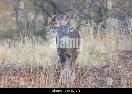 Coues 'White-tailed deer oder Arizona Weißwedelhirsche Odocoileus virginianus couesi Stockfoto
