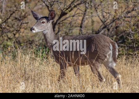 Coues 'White-tailed deer oder Arizona Weißwedelhirsche Odocoileus virginianus couesi Stockfoto