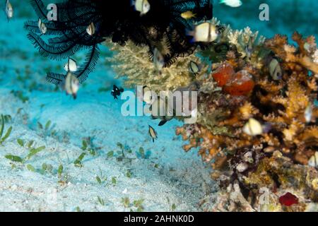 2-stripe Riffbarsche, mit Holzstrahlen netzartiges Muster bildend (reticulate dascyllus, Dascyllus reticulatus, unter anderen volkstümlichen Namen, ist eine Pflanzenart aus der Gattung der Meeresfische in der Familie Pomacentri Stockfoto