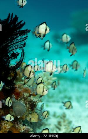 2-stripe Riffbarsche, mit Holzstrahlen netzartiges Muster bildend (reticulate dascyllus, Dascyllus reticulatus, unter anderen volkstümlichen Namen, ist eine Pflanzenart aus der Gattung der Meeresfische in der Familie Pomacentri Stockfoto