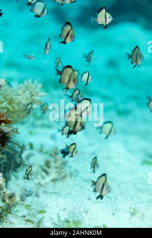 2-stripe Riffbarsche, mit Holzstrahlen netzartiges Muster bildend (reticulate dascyllus, Dascyllus reticulatus, unter anderen volkstümlichen Namen, ist eine Pflanzenart aus der Gattung der Meeresfische in der Familie Pomacentri Stockfoto