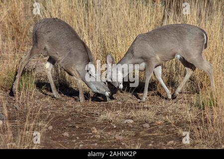 Coues 'White-tailed deer oder Arizona Weißwedelhirsche Brunft Odocoileus virginianus couesi Stockfoto