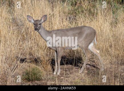 Coues 'White-tailed deer oder Arizona Weißwedelhirsche Odocoileus virginianus couesi Stockfoto