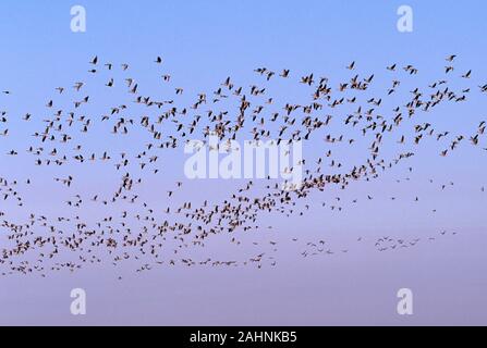 PINK-FOOTED GOOSE Anser brachyrhynchus Herde im Flug mit einem Snow Goose Anser cerulescens. Norfolk, Großbritannien. November. Winter, Stockfoto