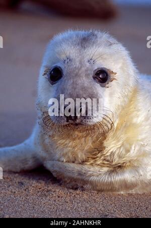 Grau SEAL Pup, Leiter detail (Halichoerus grypus), Horsey, Norfolk, England, November Stockfoto