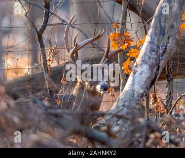 Ein weißwedelhirsche (Odocoileus virginianus) Buck mit großen Geweih auf dem Boden liegt hinter einem Zaun und Bäume mit orange Eichenlaub. Stockfoto