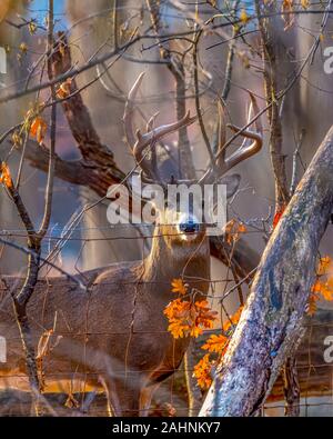 Ein weißwedelhirsche (Odocoileus virginianus) Buck mit großen Geweih steht hinter einem Zaun und Bäume mit orange Eichenlaub. Stockfoto