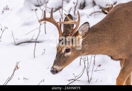 Eine Nahaufnahme portrait einer Weißwedelhirsche (Odocoileus virginianus) Buck mit großen Geweih gehen auf Schnee. Stockfoto