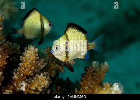 2-stripe Riffbarsche, mit Holzstrahlen netzartiges Muster bildend (reticulate dascyllus, Dascyllus reticulatus, unter anderen volkstümlichen Namen, ist eine Pflanzenart aus der Gattung der Meeresfische in der Familie Pomacentri Stockfoto