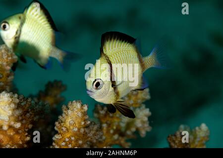 2-stripe Riffbarsche, mit Holzstrahlen netzartiges Muster bildend (reticulate dascyllus, Dascyllus reticulatus, unter anderen volkstümlichen Namen, ist eine Pflanzenart aus der Gattung der Meeresfische in der Familie Pomacentri Stockfoto