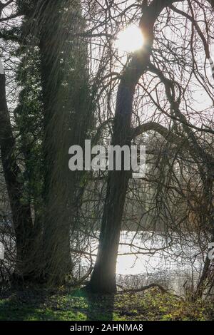 Die Sonne beleuchtet die Bäume und glänzt auf dem See auf Gut Panker in der Nähe von Kiel, Deutschland Stockfoto