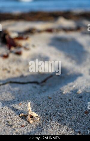 Kleine Seesterne liegt am Strand der Ostsee, Hohwacht, Deutschland Stockfoto