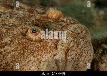 Die sterngucker sind eine Familie, Uranoscopidae, Barschartiger Fisch Stockfoto