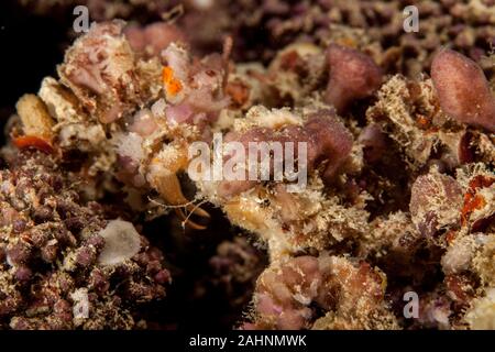 Camposcia retusa, die gemeinhin als die Spinne Dekorateur crab bekannt Stockfoto