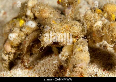 Camposcia retusa, die gemeinhin als die Spinne Dekorateur crab bekannt Stockfoto