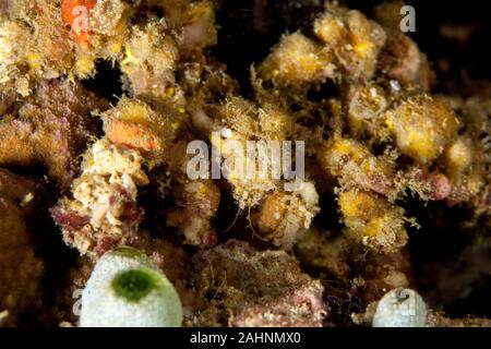 Camposcia retusa, die gemeinhin als die Spinne Dekorateur crab bekannt Stockfoto
