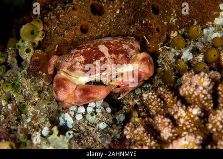 Carpilius convexus ist eine Pflanzenart aus der Gattung der Krabbe, lebt im Indopazifik, von Hawaii bis zum Roten Meer und Südafrika Stockfoto