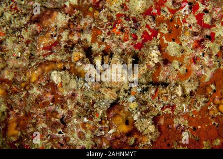 Camposcia retusa, die gemeinhin als die Spinne Dekorateur crab bekannt Stockfoto