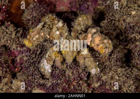 Camposcia retusa, die gemeinhin als die Spinne Dekorateur crab bekannt Stockfoto