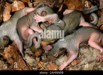 Graue Eichhörnchen Junge vom Wind ausgeblasen Gefallen drey (Sciurus carolinensis). Über 14 Tage alt mit Flöhen März Norfolk, Großbritannien Stockfoto