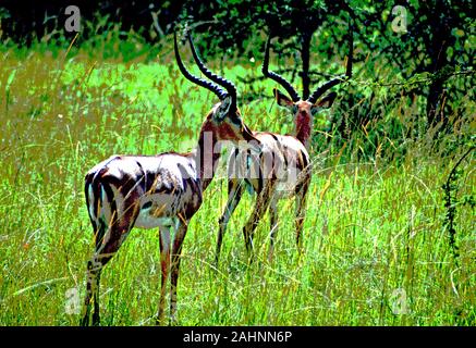 Impala, Queen Elizabeth National Park, Uganda Stockfoto